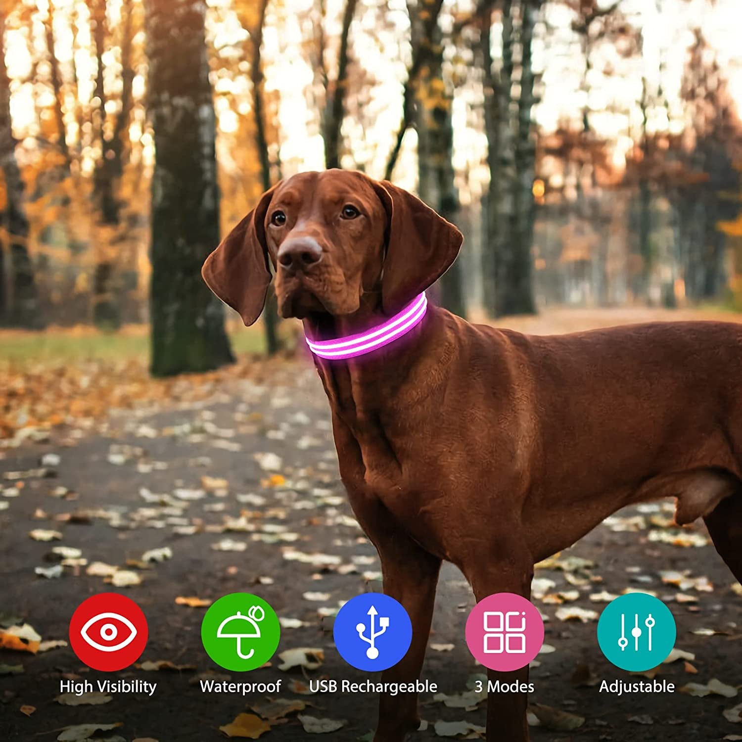 Waterproof LED Dog Collar - Everyday-Sales.com