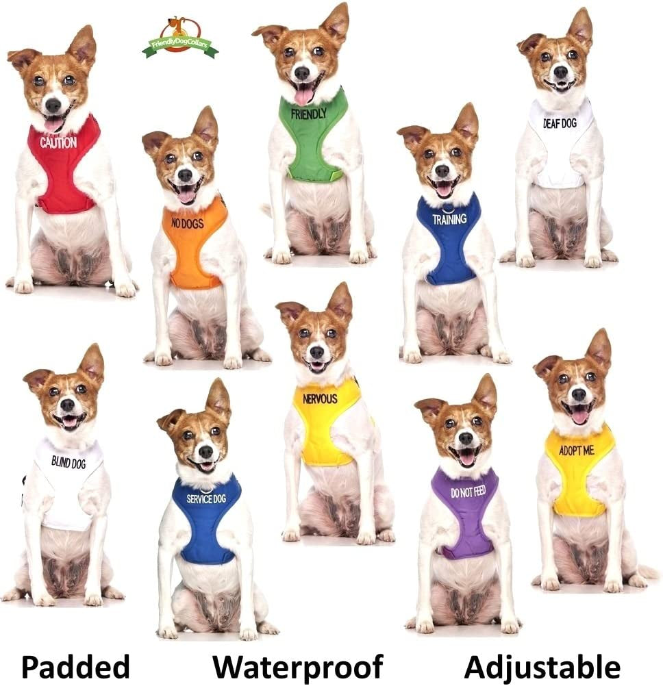 NO Dogs Orange Color Coded Leash - Everyday-Sales.com